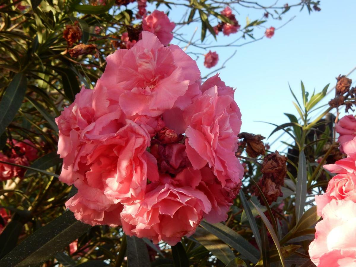 Finca Florida 산미겔데아보나 외부 사진